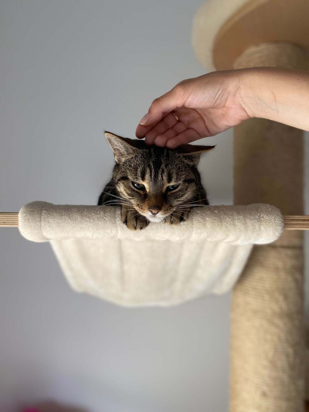 Pile Poils Plumes Chat sur un arbre